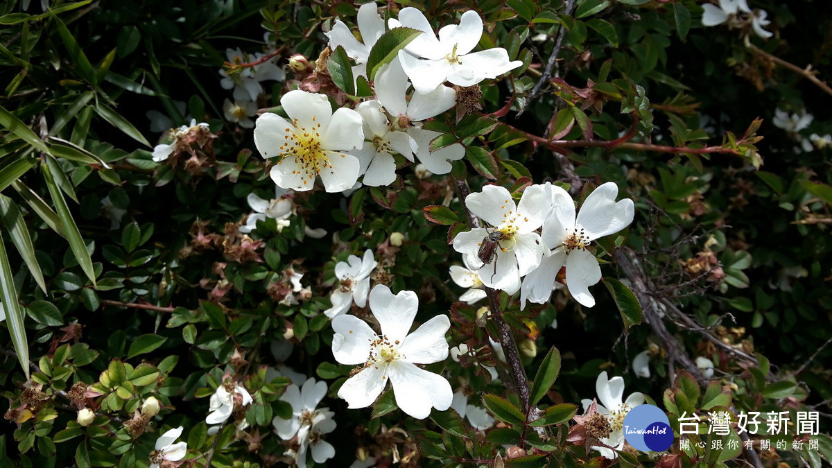 高山薔薇。(圖/林業及自然保育署南投分署)
