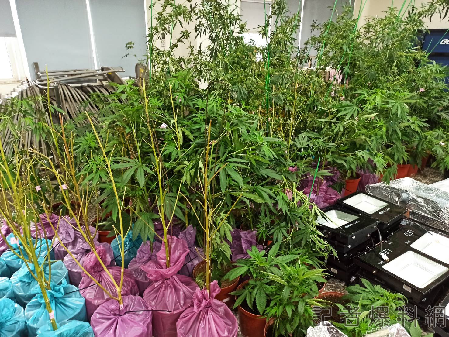 大麻 毒品