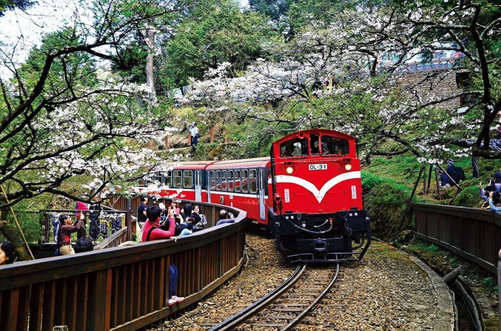 阿里山森林遊樂區免費接駁車(車程約50分鐘)圖/台灣山林悠遊網)