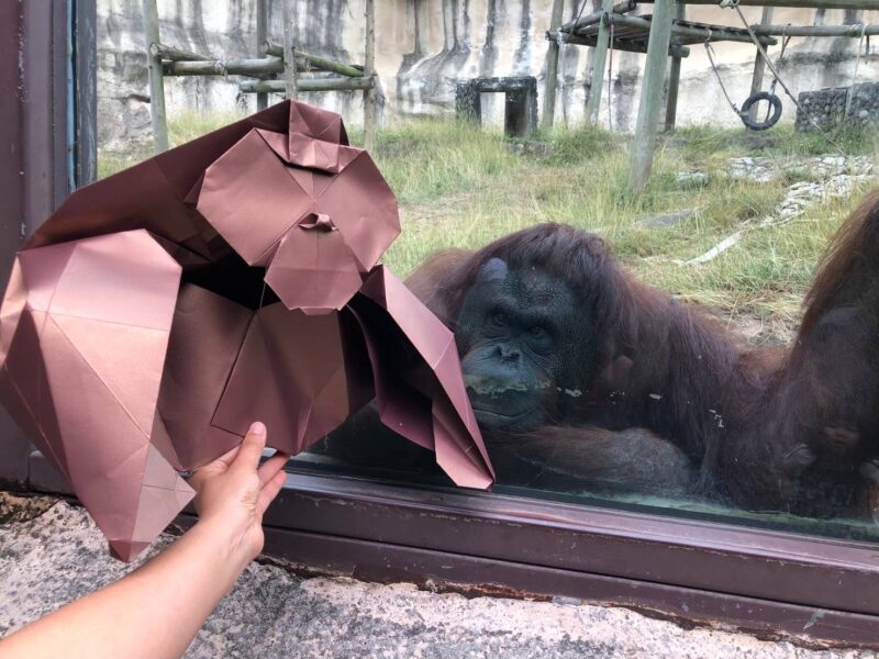壽山動物園全台12歲以下兒童免費入園  暑假周周有活動