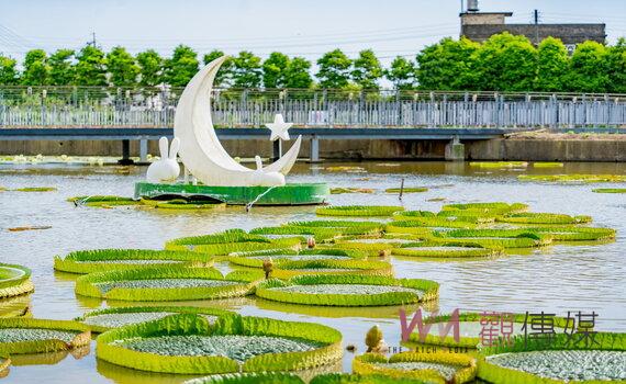 桃園蓮花季在觀音展開 歡迎民眾欣賞蓮花盛開美景