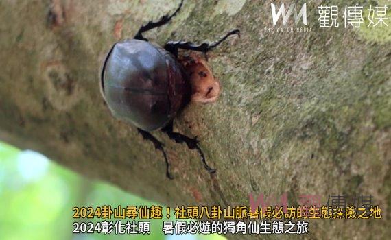 (有影片)/2024卦山尋仙趣!社頭八卦山脈暑假必訪的生態探險之地