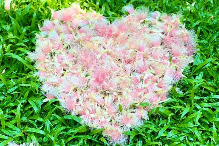 許多民眾利用巧思,將穗花棋盤腳散落的花瓣排列成各種形狀(攝影者:榮星志工葉鳳蓮)。 圖:臺北市政府工務局/提供