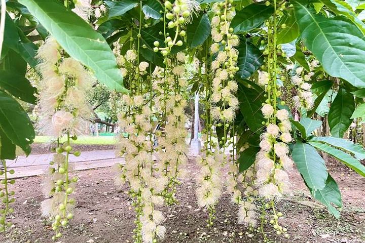 踩著月光來賞花 榮星花園夜間限定美景 穗花棋盤腳暗香浮動