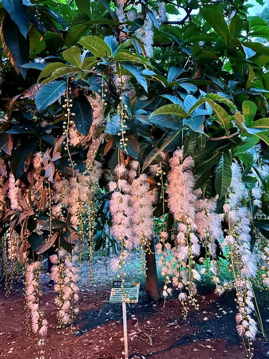 踩著月光來賞花 榮星花園夜間限定美景 穗花棋盤腳暗香浮動