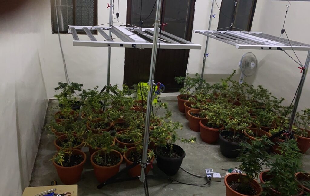 ▲圖說：中市刑大在鹿谷鄉1處透天厝查獲大麻農場，查扣大麻活株207株               （圖／台中市政府提供）