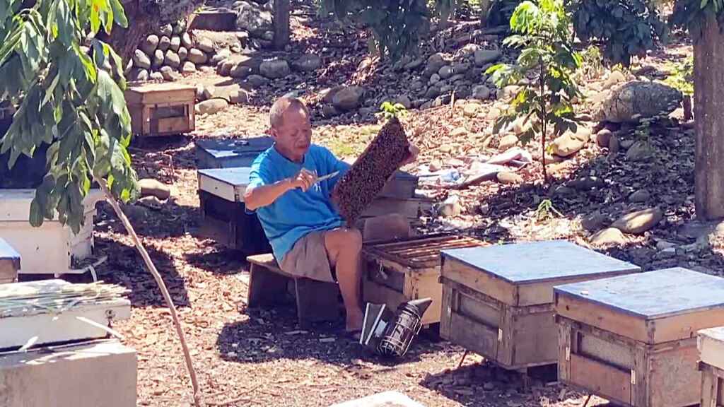 ▲今年天氣炎熱,蜜蜂採花蜜大幅減少,蜂農幾乎無蜜可採,但蜂農還得買砂糖養蜂,以維持蜜蜂的生命。(記者林明佑翻攝)