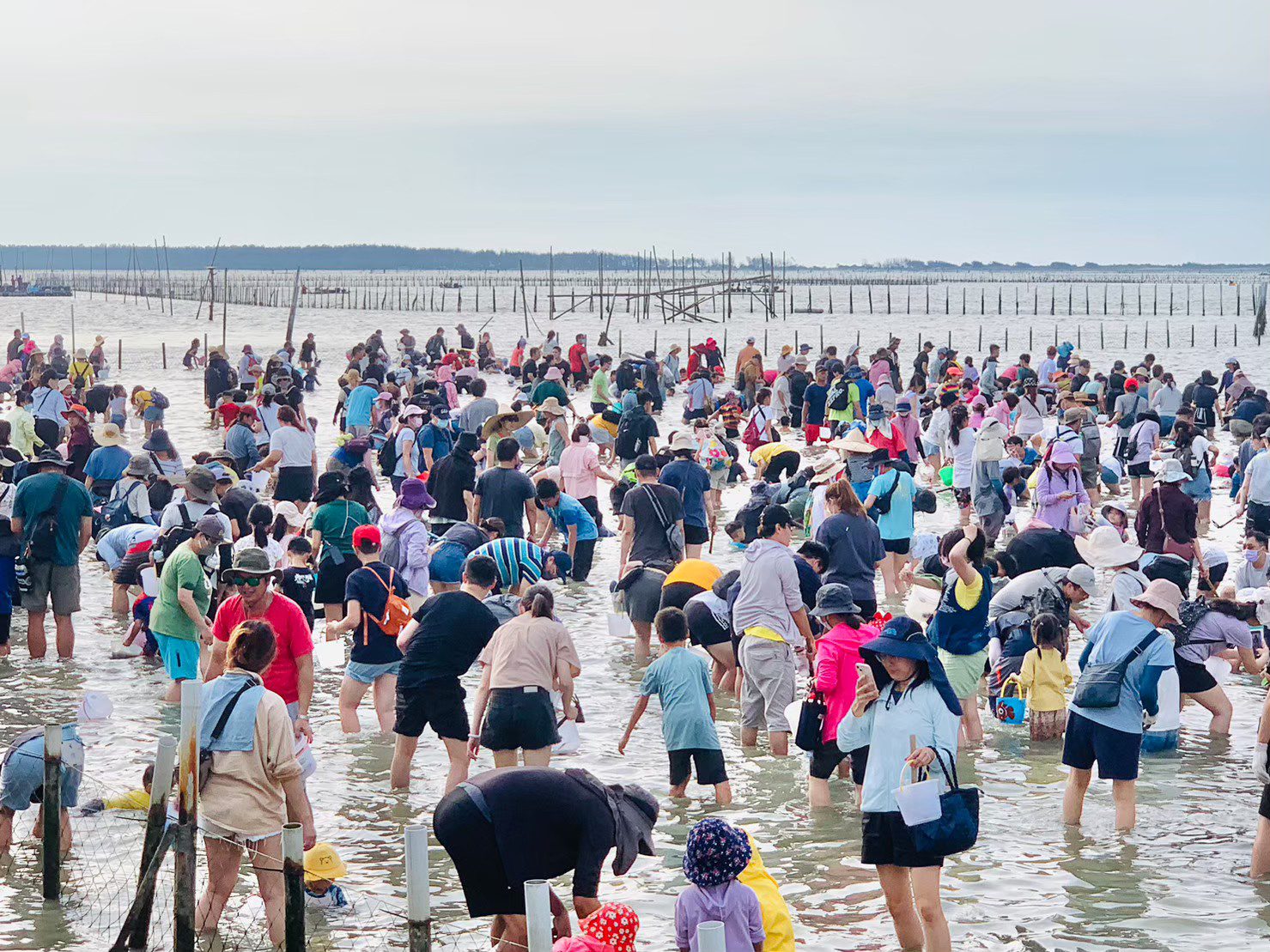 七股海鮮節7月6日登場 邀您一起挖文蛤品海鮮