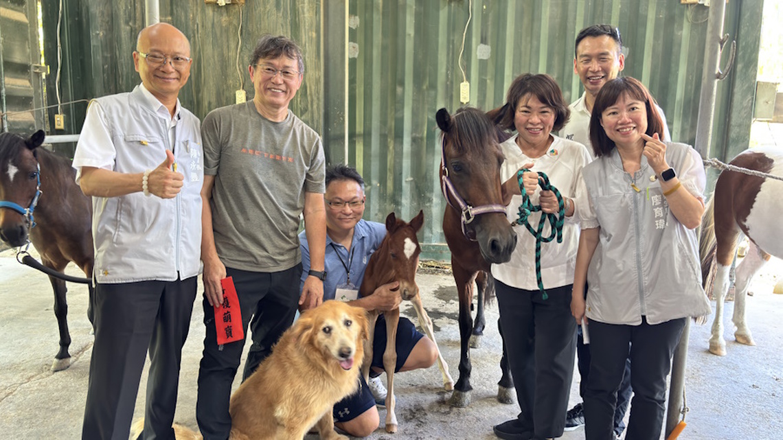 嘉義市為全台首座「高齡友善示範城市」樂齡馬術伴長輩培養好肌力！榮譽市馬Lulu添丁 市長黃敏惠親送「月子禮」祝福