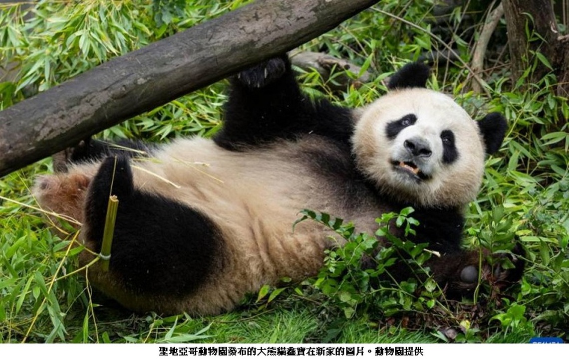 聖地亞哥動物園大熊貓「雲川」和「鑫寶」適應良好 中美合作共護成長