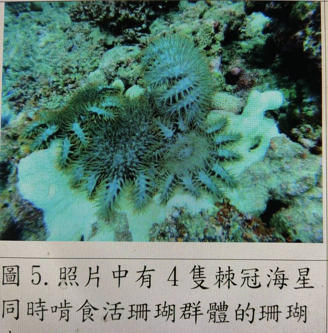 東沙環礁棘冠海星大爆發，急需緊救援珊瑚