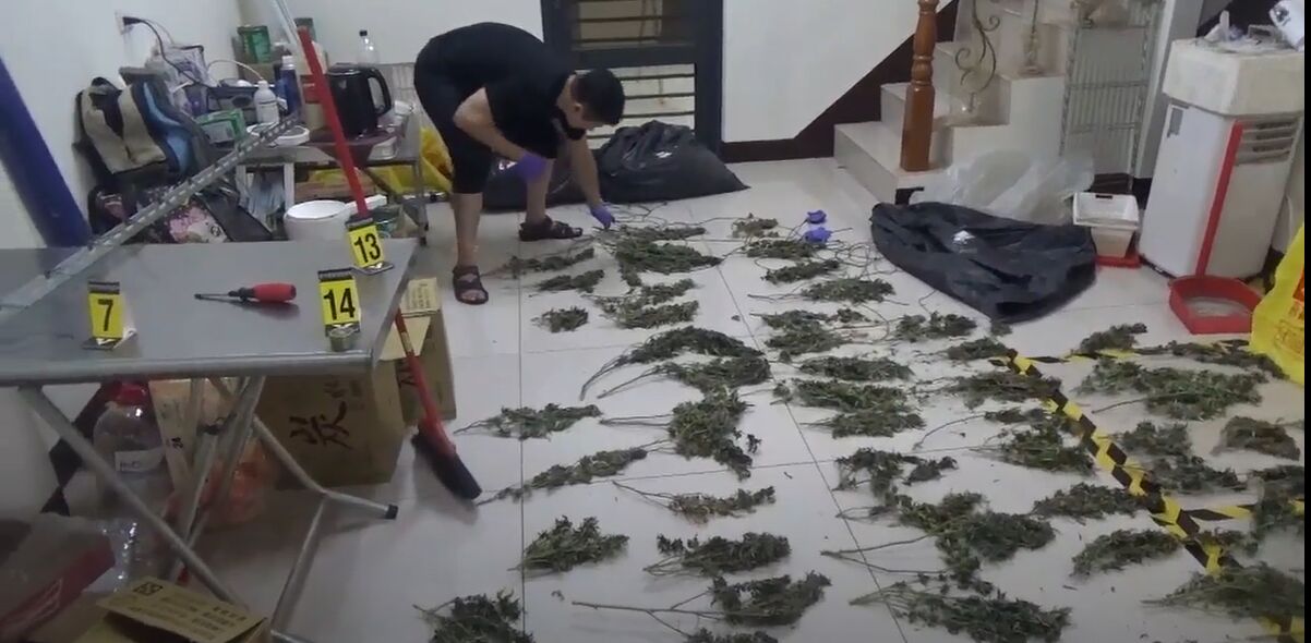 蓋溫室栽種大麻 無良黑幫改電表竊電做無本生意 208 蓋溫室栽種大麻 無良黑幫改電表竊電做無本生意 207