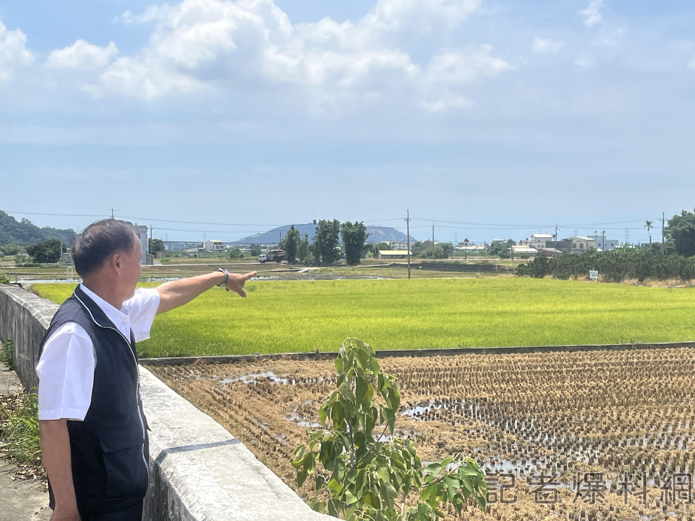 二師兄飛奔后里稻田 農業局這招防治野豬