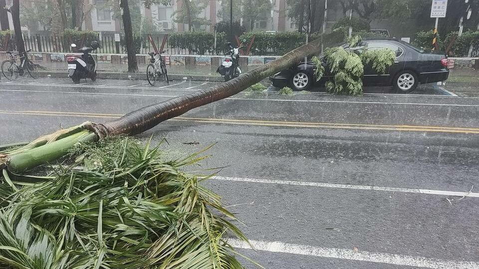 ▲台南東區勝利路路樹倒塌(圖/翻攝畫面)