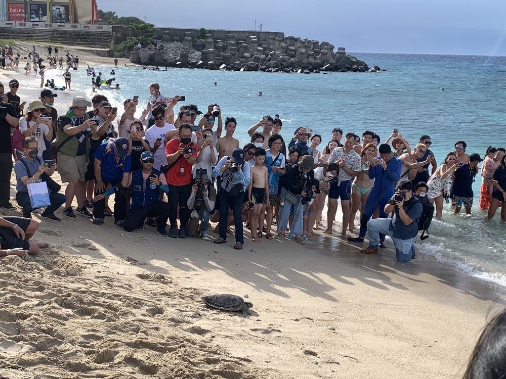 小琉球野放海龜 屏東縣府攜手各界強化海洋保護