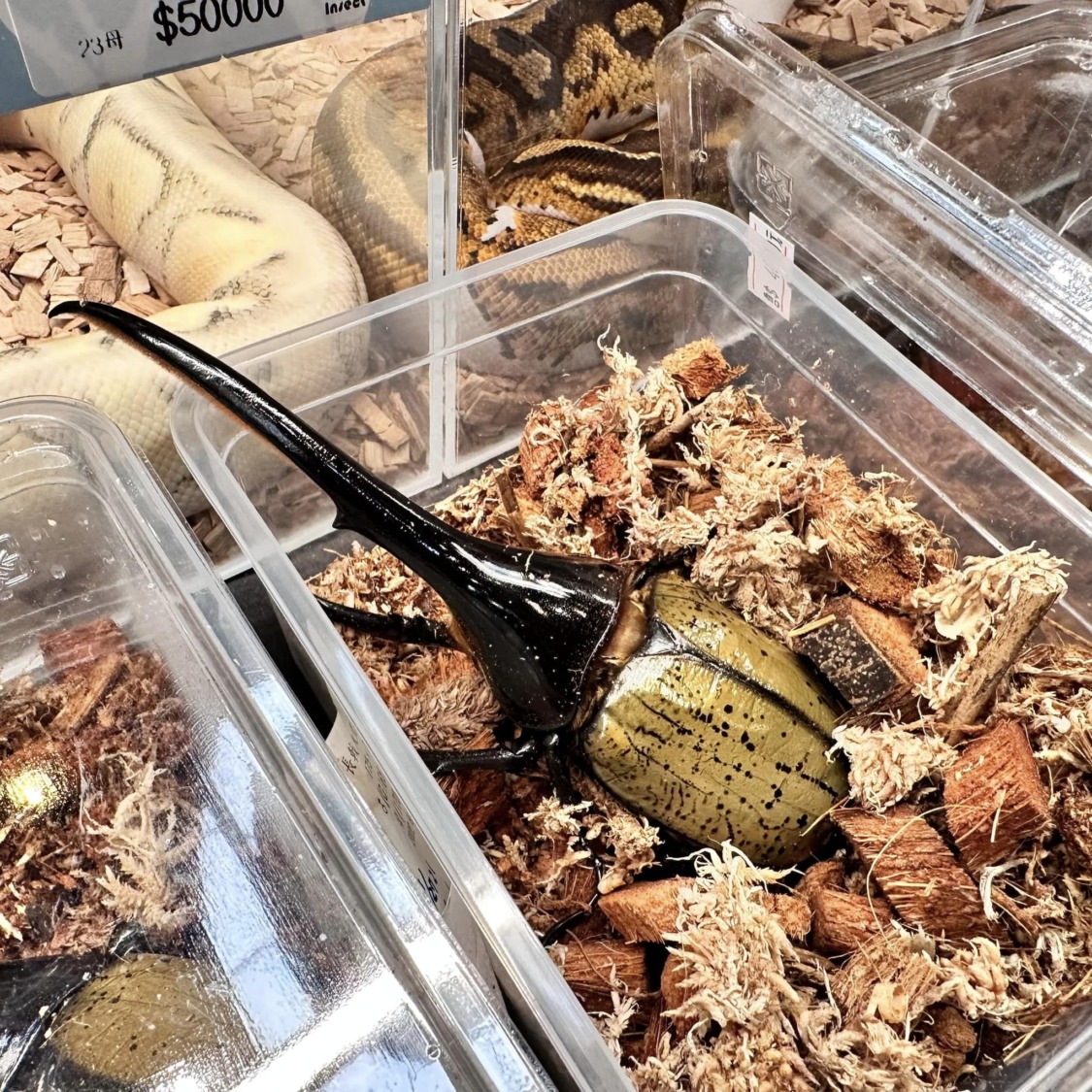 親子暑假玩樂首選!新光三越高雄左營店打造最強暑假玩樂計畫