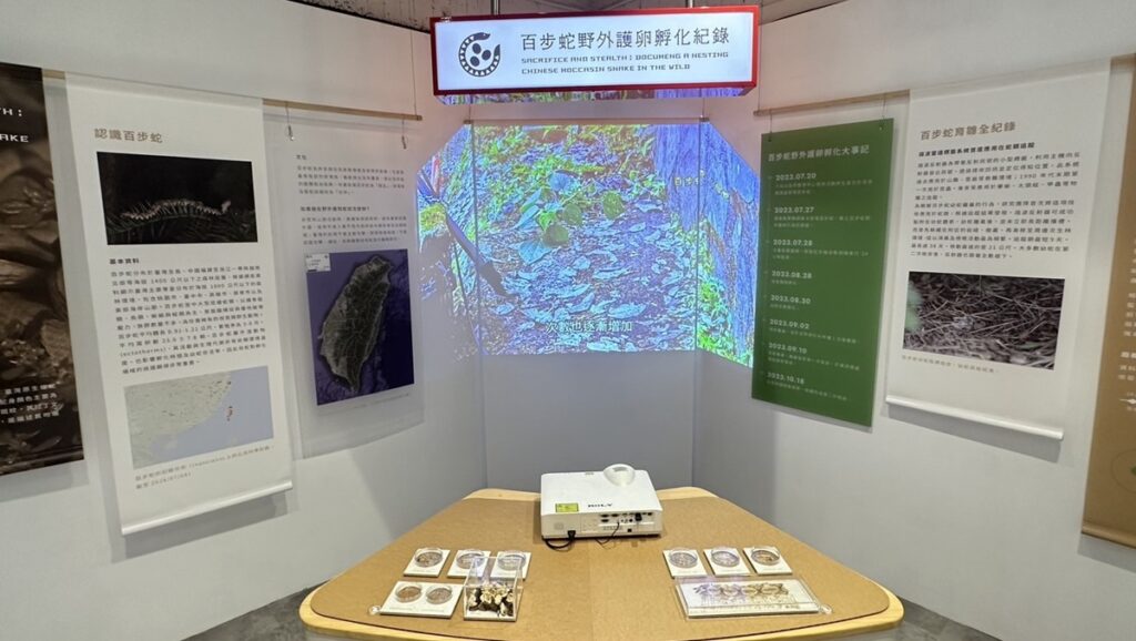 八仙山國家森林遊樂區遊客中心二樓百步蛇野外護卵孵化紀錄特展。(圖/林業保育署臺中分署提供)