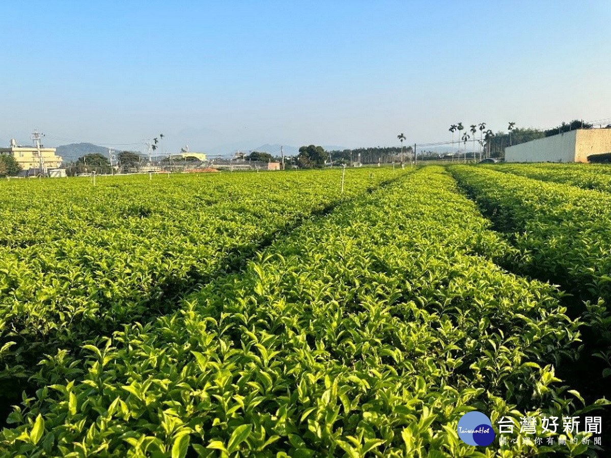 名間鄉是全國最大茶區。(參山風管處提供)