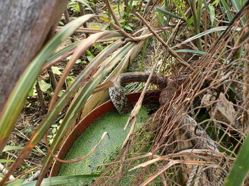 (圖/動物保護防疫處)