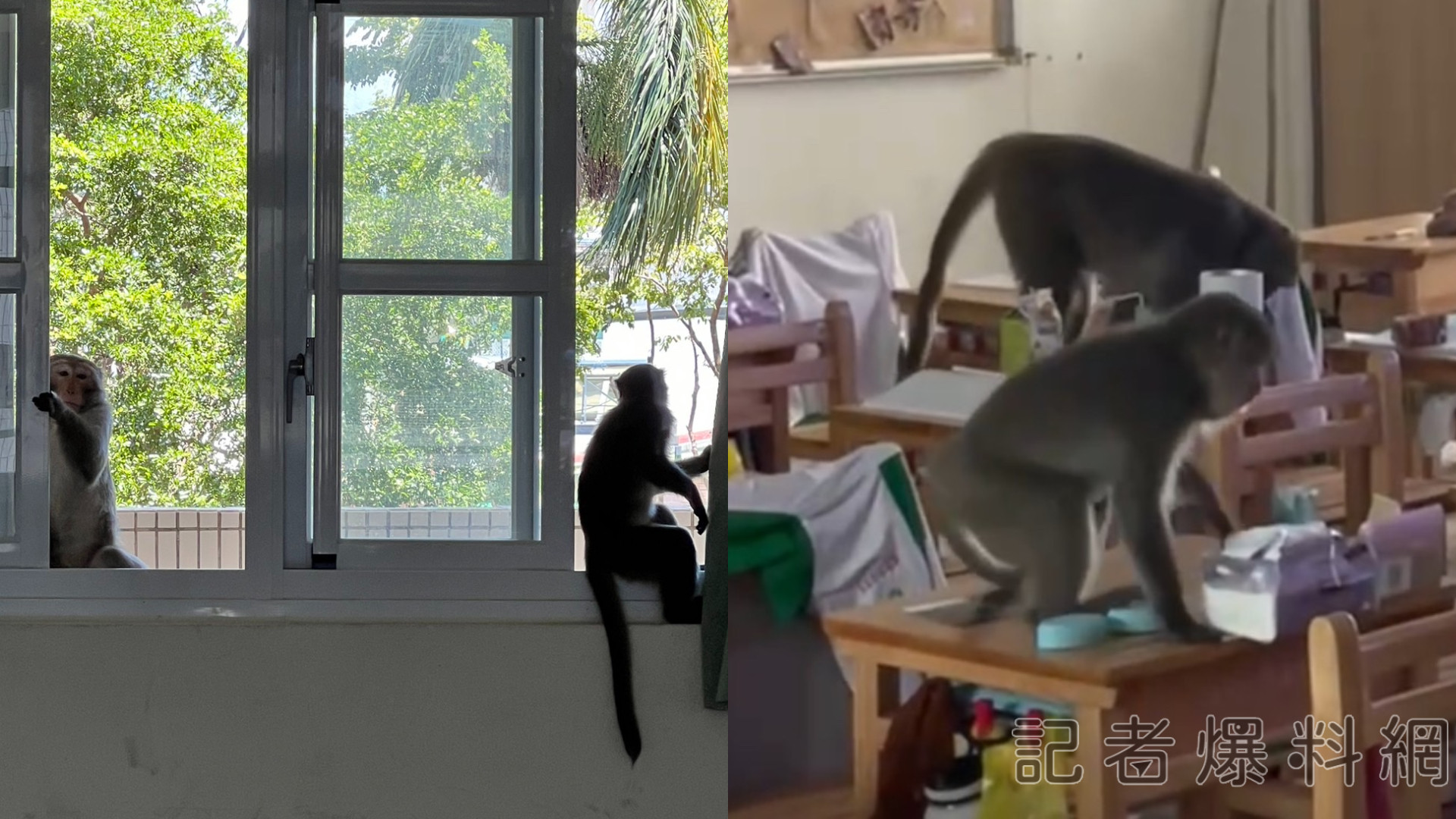 ▲鼓山高中今（17）日有大批猴子闖入。（圖／記者金東天翻攝）