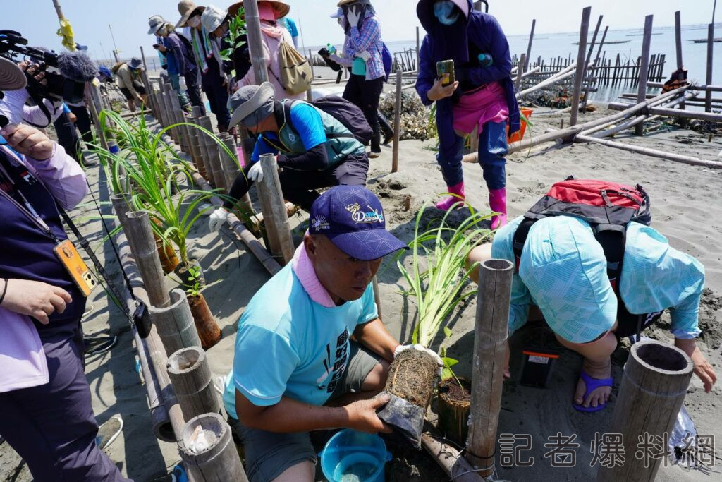 沙洲上的土沙被強風吹襲和海水沖刷，淤積在養殖區，不僅影響航道通行及閘門啟閉，也對沿海養殖業和娛樂漁業造成嚴重衝擊。林務局提供