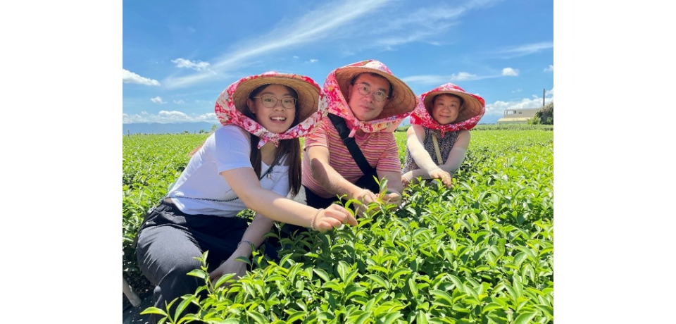 松嶺茶鄉體驗營即日起報名　參山處邀請大家來當一日製茶師