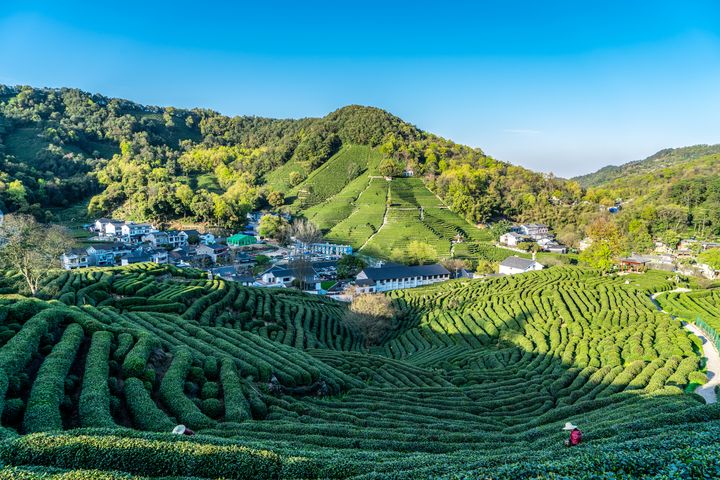 龍井茶是十大名茶之一，製茶技藝也是非遺項目之一。　圖：shutterstock／來源