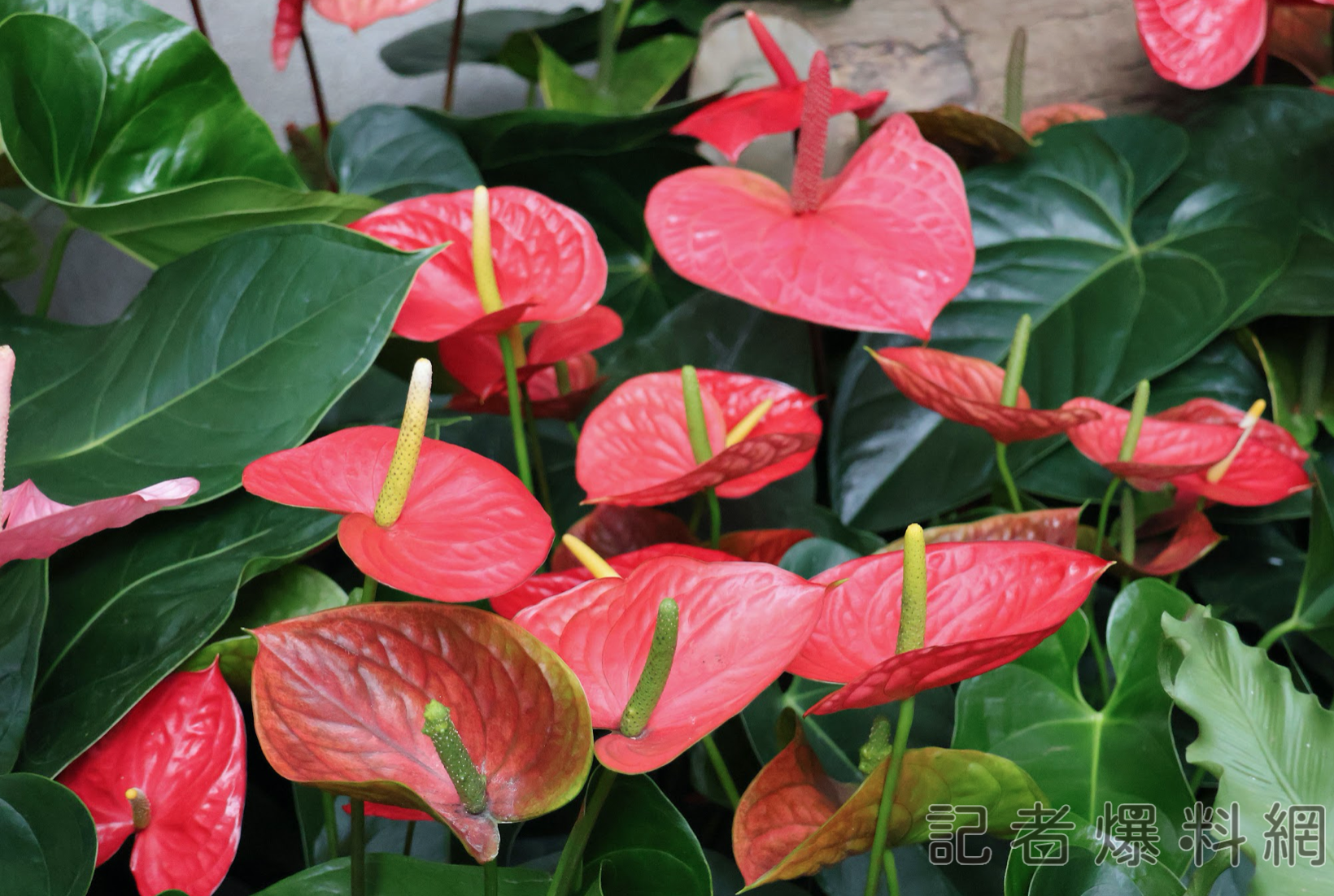 科博館植物園開園25週年 火鶴花展獻上祝福