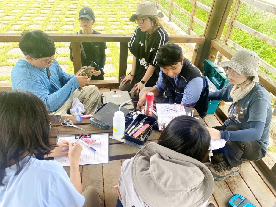 跨出舒適圈嘉義大學生物資源學系師生赴韓交流 野外繫放赤腹鷹及灰面鵟鷹