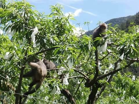 陳駿季部長指出，有關獼猴危害的部分，不只是水稻，對果樹的危害更為嚴重。(圖／黃仁國會辦公室)