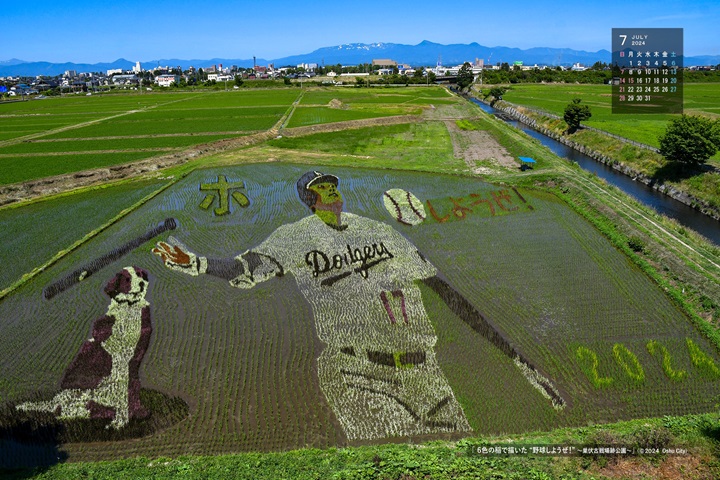即日起到8月上旬歡迎來岩手縣奧州市欣賞大谷翔平稻田藝術。 圖:奧州市/提供