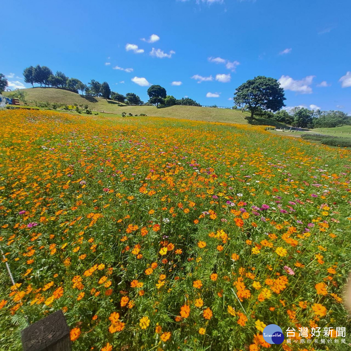 暑期賞花新熱點！中市后里環保公園黃波斯花季盛開中