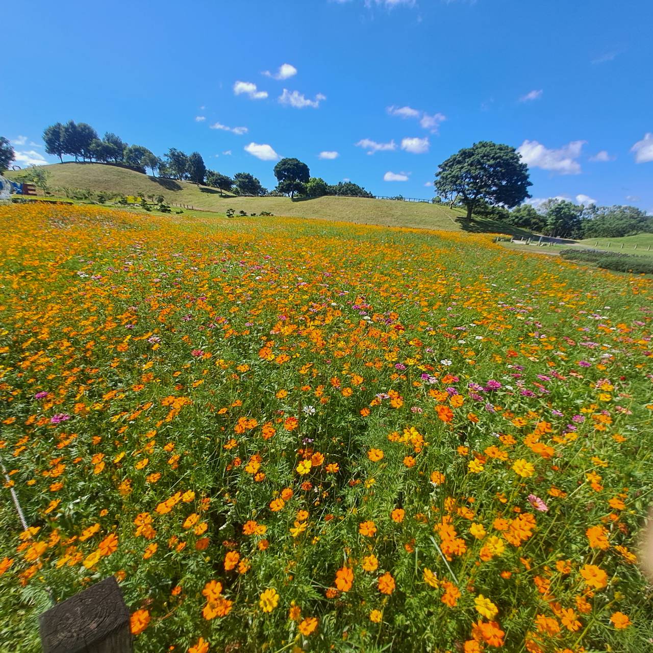 暑期賞花新熱點！　中市后里環保公園金黃花海盛放