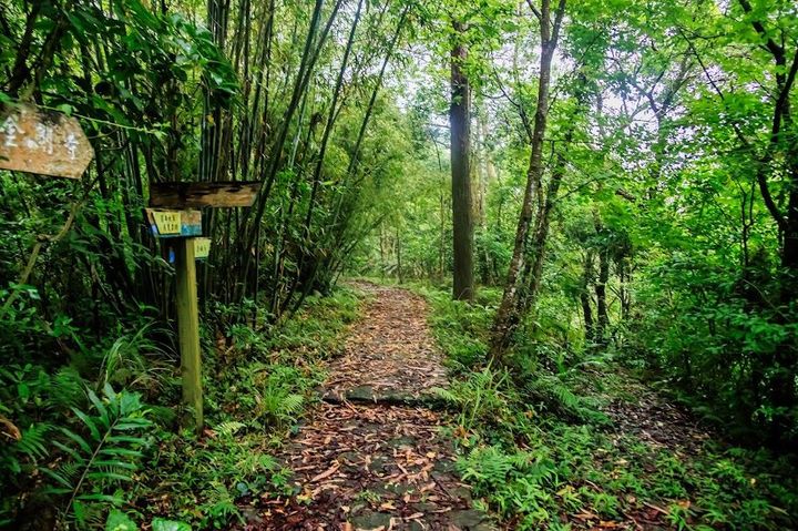 「森遊竹縣皮皮獅Hike客任務」開跑!闔家健走、避暑拿好康