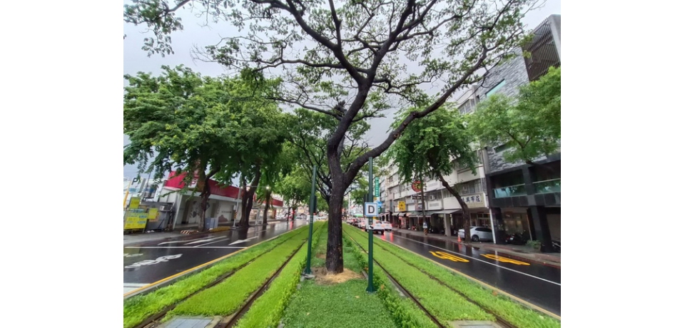守護綠巨人隧道,輕軌加強沿線防颱護樹整備