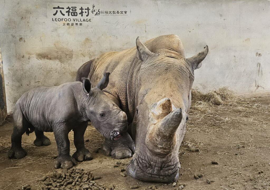剛出生的犀牛寶寶總是黏著犀牛媽媽