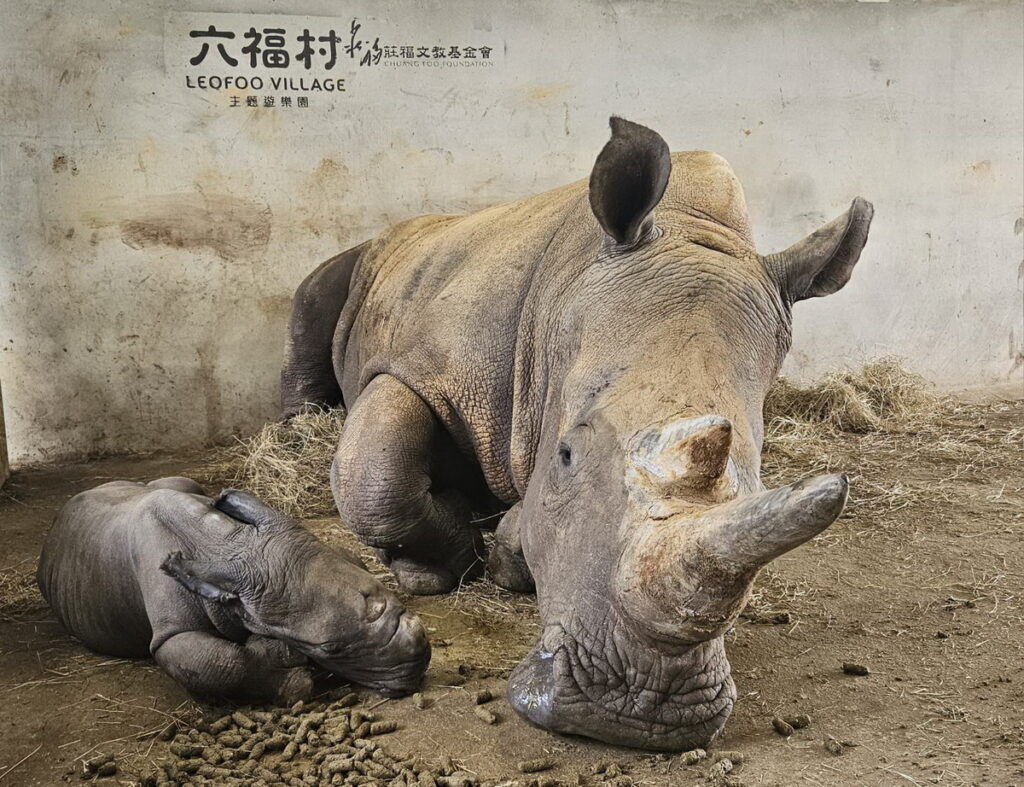 犀牛寶寶陪著犀牛媽媽一起睡午覺