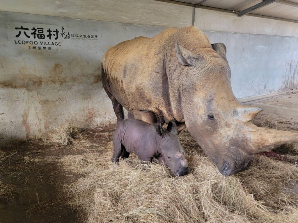 犀牛媽媽溫柔的在旁戒護著，展現出偉大的母愛