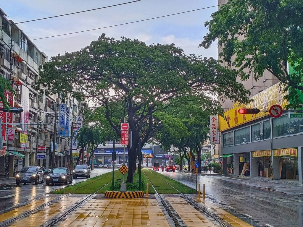 守護綠巨人隧道,輕軌加強沿線防颱護樹整備
