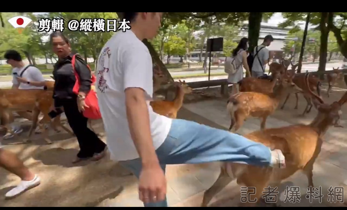 奈良鹿 中國人 遊客 攻擊