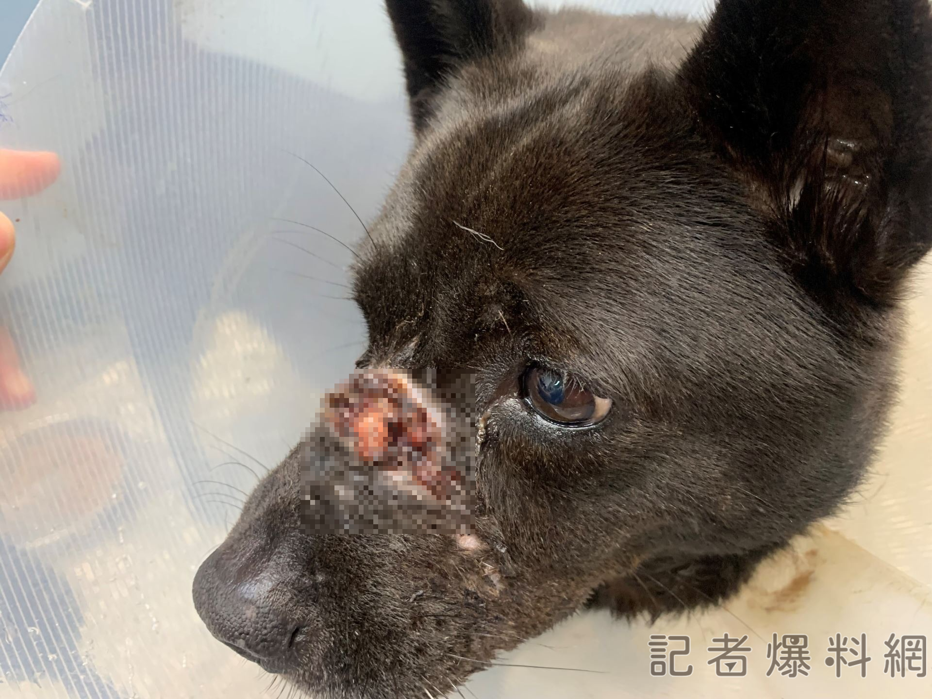 ▲新北市樹林區1隻小黑犬遭不明人士以膠帶纏繞,造成吻部傷口深可見骨。(翻攝畫面)