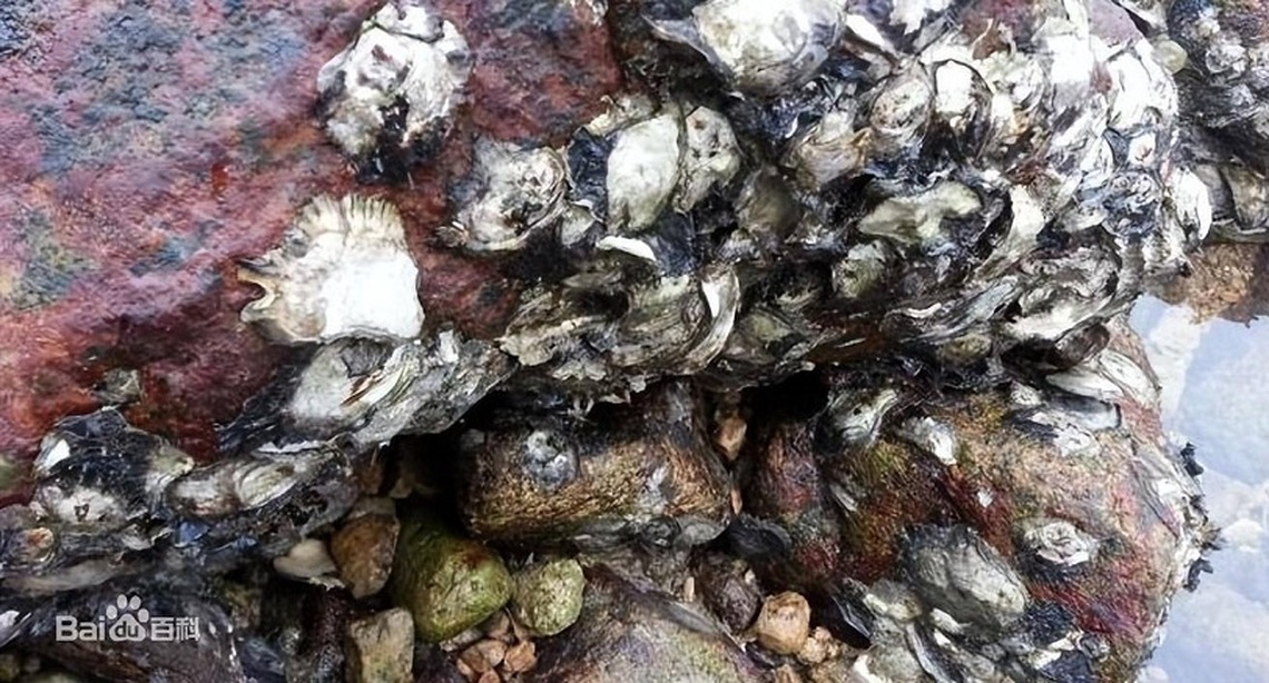 台出海口野生牡蠣微塑膠含量調查結果 數據顯示低於全球平均水平