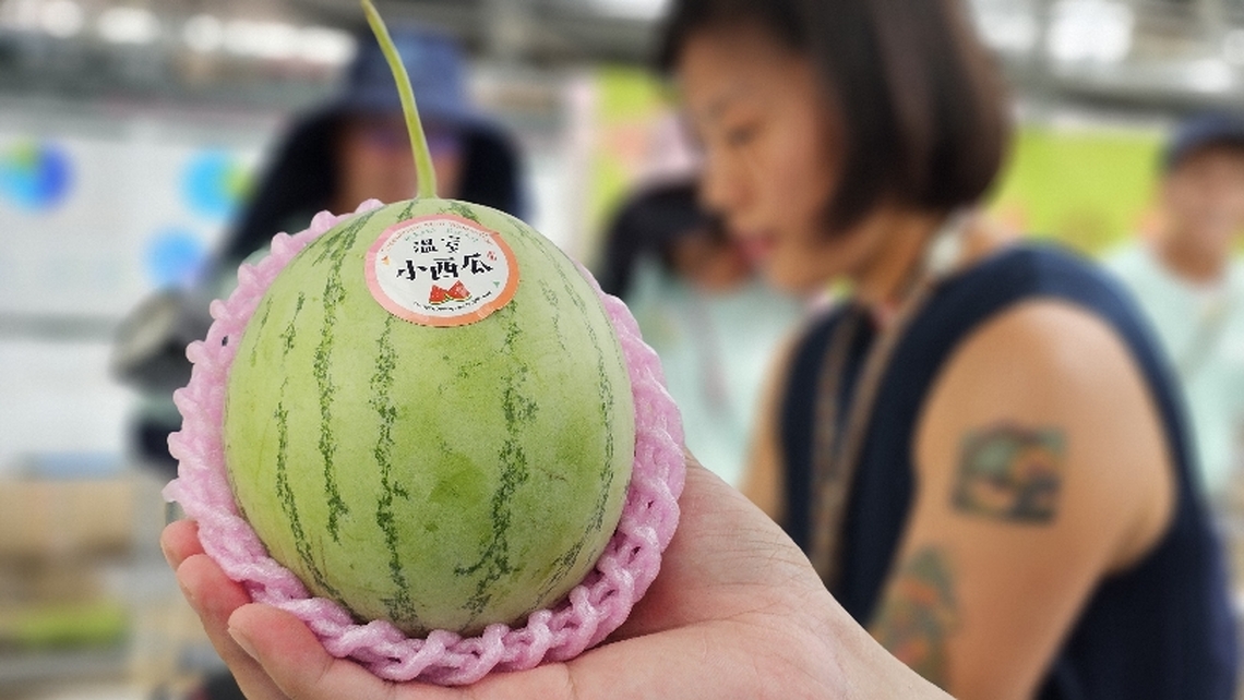 手掌大迷你小甜瓜 西瓜「定植活動」！嘉義縣一季園主助半路從農小夫妻重新學習