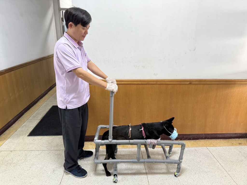 ▲犬隻因肢體嚴重殘缺僅能側躺進食,移動過程都會造成前肢傷口再次磨損受傷,因此量身訂做復健車。(嘉義縣政府提供)