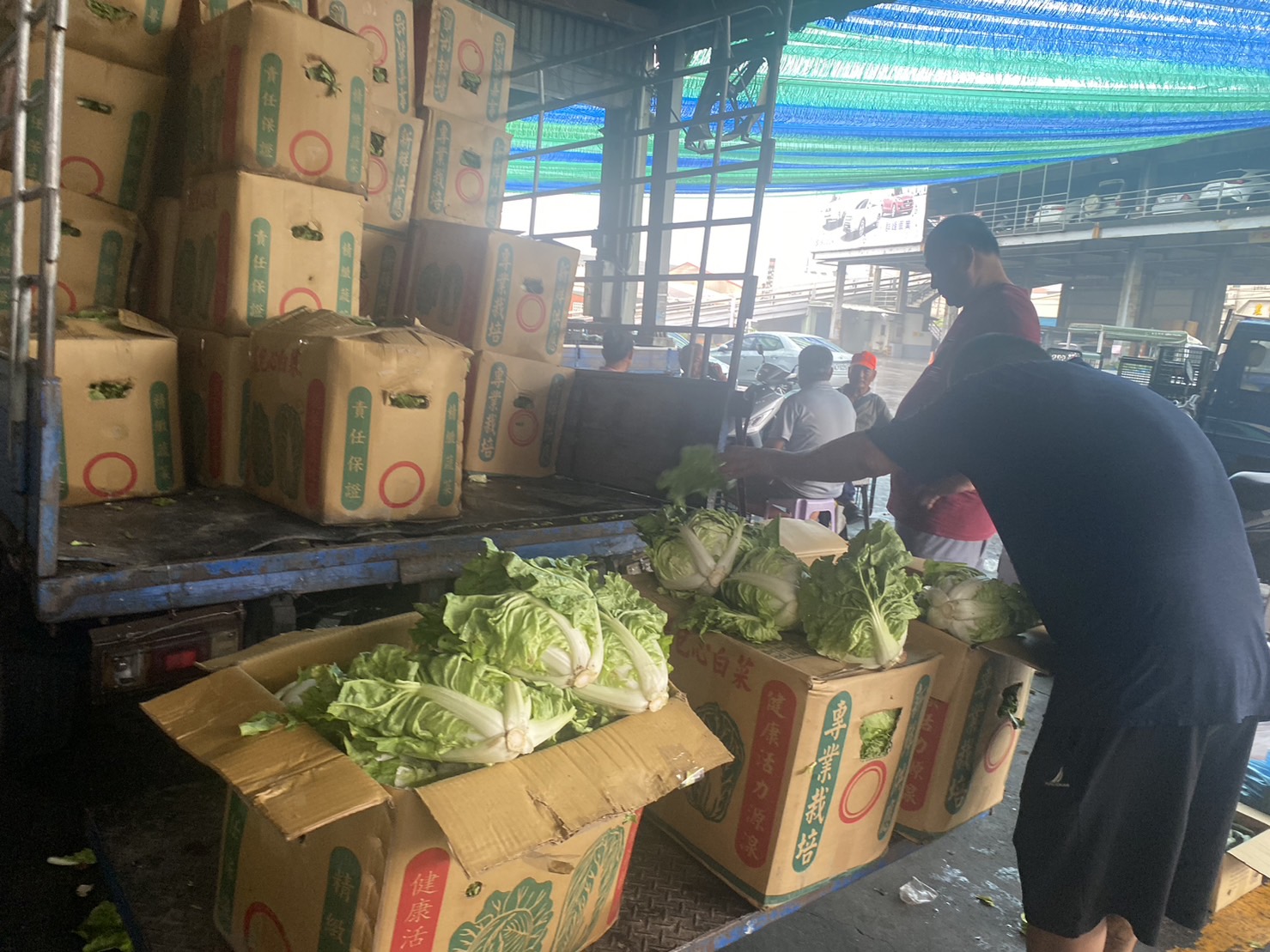 ▲凱米颱風來襲，對中南部的蔬菜產地造成了重大影響，產地蔬菜的均價在短短幾天內上漲了約三成。（記者張溎壕攝）