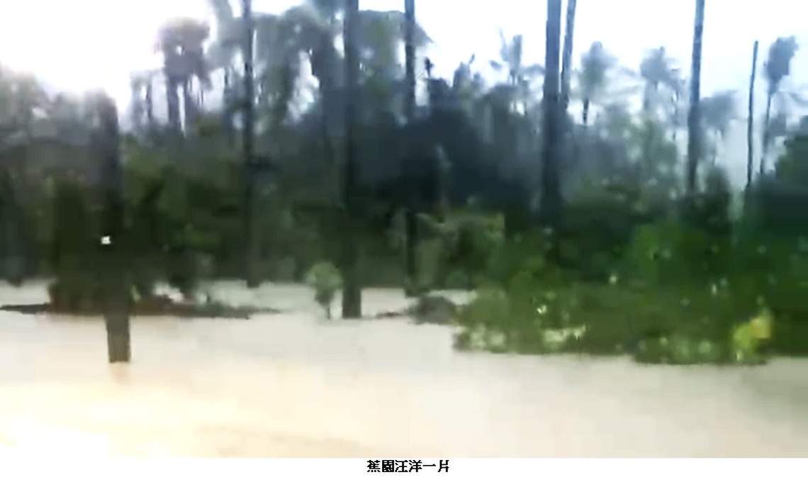 超大豪雨 南溪洲蕉園再度泡水