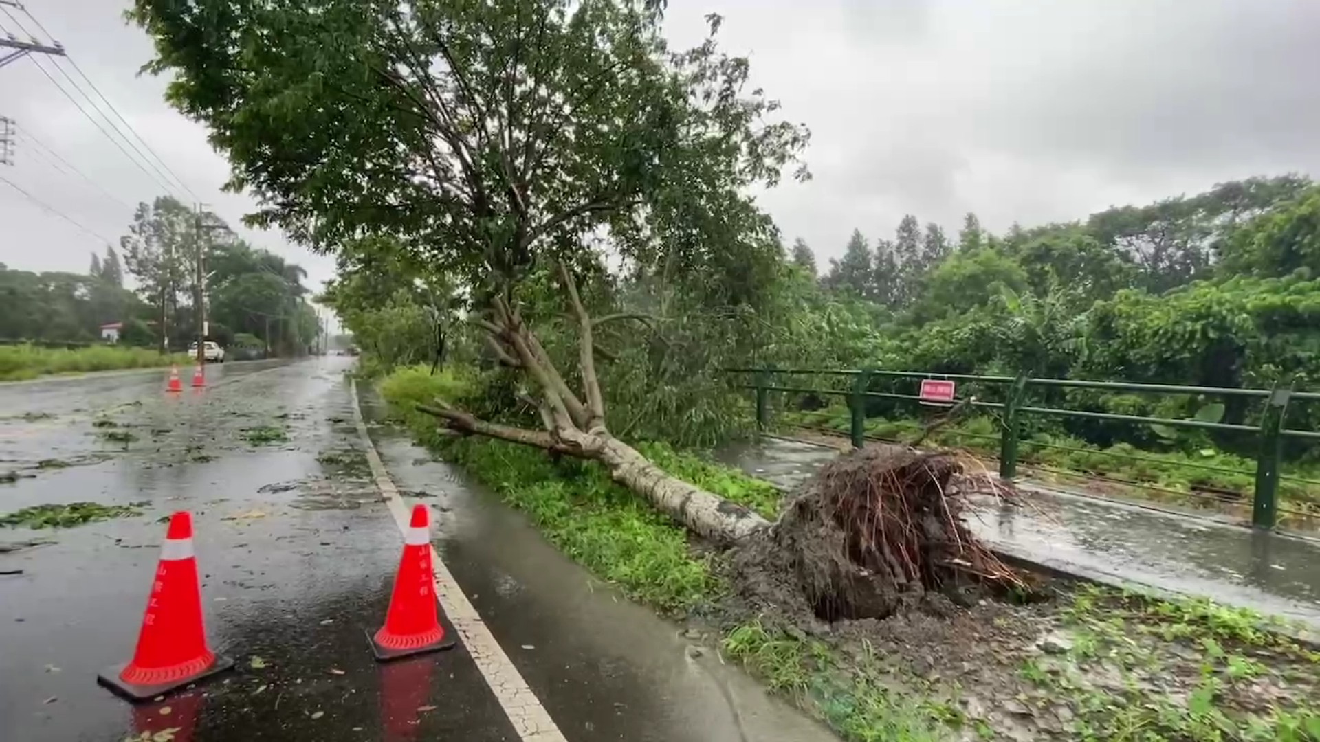 ▲凱米颱風雨彈狂襲下，種在152線縣道員集路旁花旗木花道也傳出樹倒災情，彰152線縣道，沿線因山區土石大量流出，鄉公所採取道路管制封閉。（民眾提供）