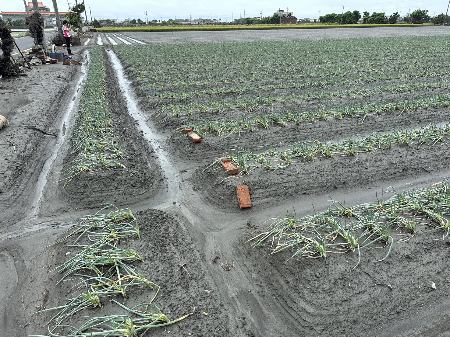 ▲凱米颱風帶來強風豪雨，彰化縣目前仍有半數農田泡在水中，初估彰化縣農損已高達3億元以上。（縣政府提供）