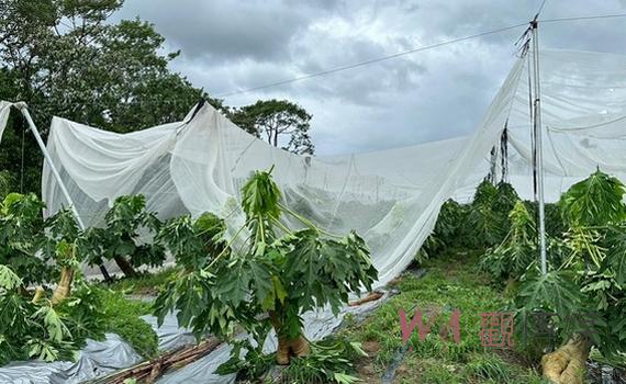 番路鄉農會巡視農作受颱風重創 果樹類及溫網室受災嚴重