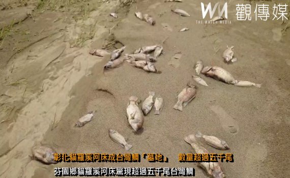(有影片)/凱米颱風過後 彰化貓羅溪河床成台灣鯛「墓地」 數量超過五千尾